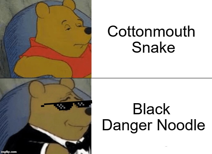 Tuxedo Winnie The Pooh | Cottonmouth Snake; Black Danger Noodle | image tagged in memes,tuxedo winnie the pooh | made w/ Imgflip meme maker