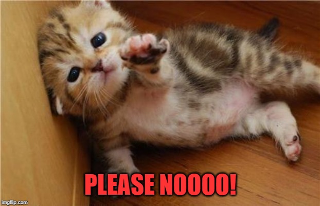 Help Me Kitten | PLEASE NOOOO! | image tagged in help me kitten | made w/ Imgflip meme maker