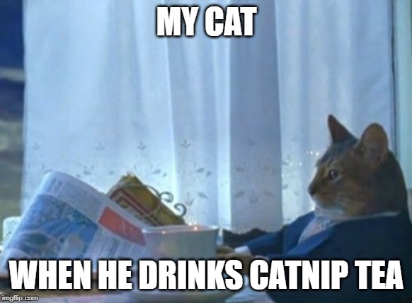 I Should Buy A Boat Cat | MY CAT; WHEN HE DRINKS CATNIP TEA | image tagged in memes,i should buy a boat cat | made w/ Imgflip meme maker