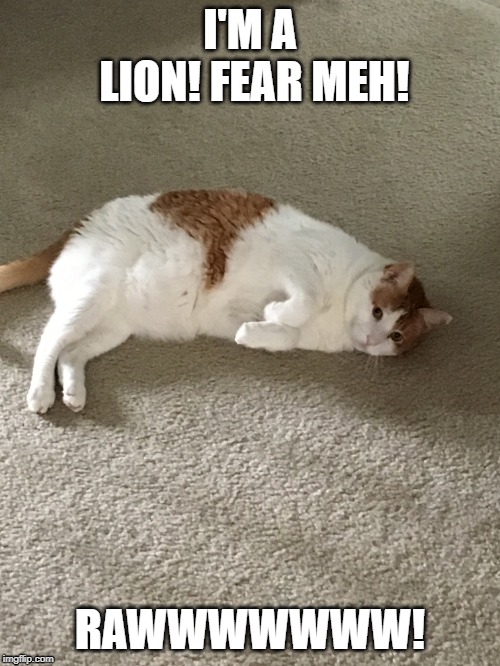 HI!! I'm Chubby Checkers and I ready to be famous!!!! | I'M A LION! FEAR MEH! RAWWWWWWW! | image tagged in funny cats | made w/ Imgflip meme maker