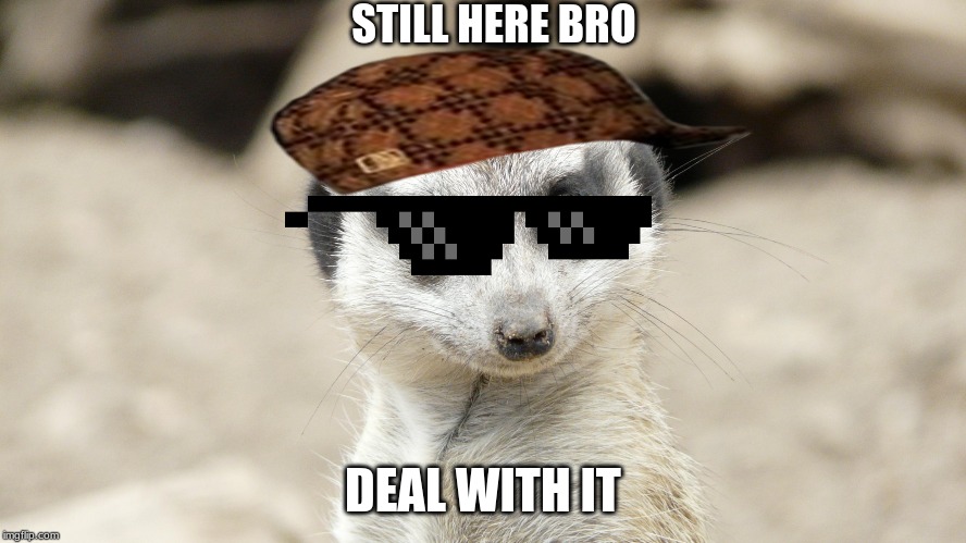 meerkats | STILL HERE BRO; DEAL WITH IT | image tagged in memes | made w/ Imgflip meme maker