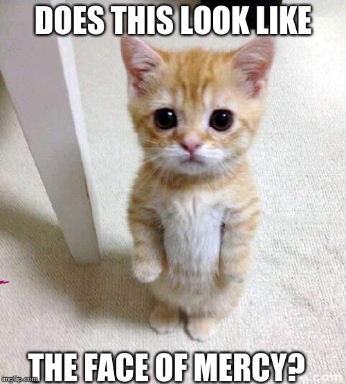 Cute Cat Meme | DOES THIS LOOK LIKE; THE FACE OF MERCY? | image tagged in memes,cute cat | made w/ Imgflip meme maker