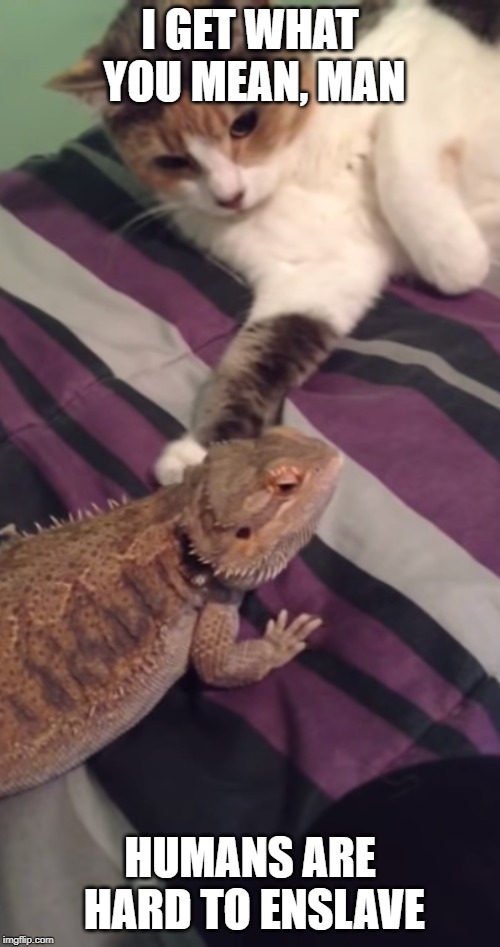 Cat and Bearded Dragon | I GET WHAT YOU MEAN, MAN; HUMANS ARE HARD TO ENSLAVE | image tagged in bearded dragon,cat | made w/ Imgflip meme maker