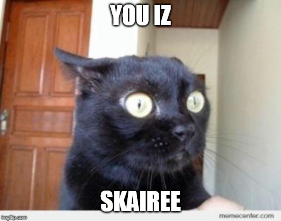 Scared Cat | YOU IZ SKAIREE | image tagged in scared cat | made w/ Imgflip meme maker
