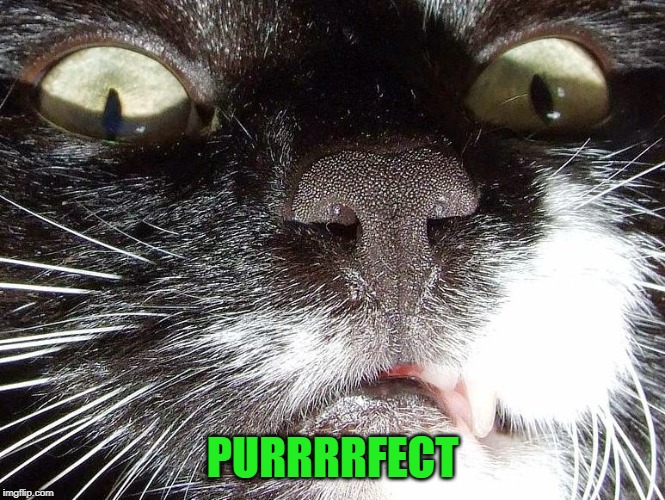 Scary Cat Extreme Closeup | PURRRRFECT | image tagged in scary cat extreme closeup | made w/ Imgflip meme maker