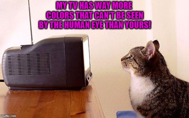 cat watching tv | MY TV HAS WAY MORE COLORS THAT CAN'T BE SEEN BY THE HUMAN EYE THAN YOURS! | image tagged in cat watching tv | made w/ Imgflip meme maker