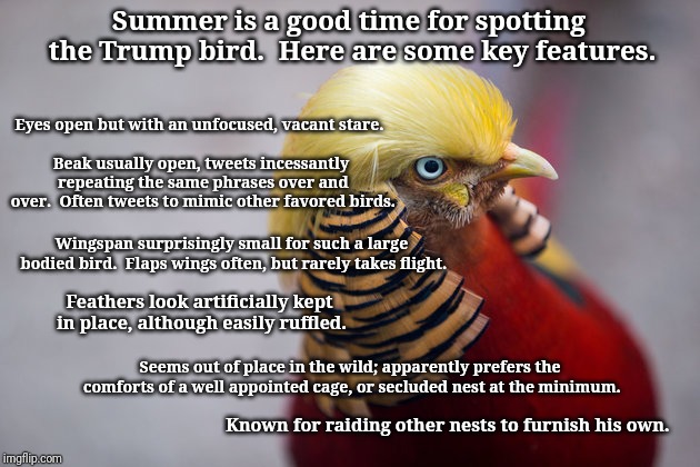 Trump Bird | Summer is a good time for spotting the Trump bird.  Here are some key features. Eyes open but with an unfocused, vacant stare. Beak usually open, tweets incessantly repeating the same phrases over and over.  Often tweets to mimic other favored birds. Wingspan surprisingly small for such a large bodied bird.  Flaps wings often, but rarely takes flight. Feathers look artificially kept in place, although easily ruffled. Seems out of place in the wild; apparently prefers the comforts of a well appointed cage, or secluded nest at the minimum. Known for raiding other nests to furnish his own. | image tagged in trump bird | made w/ Imgflip meme maker