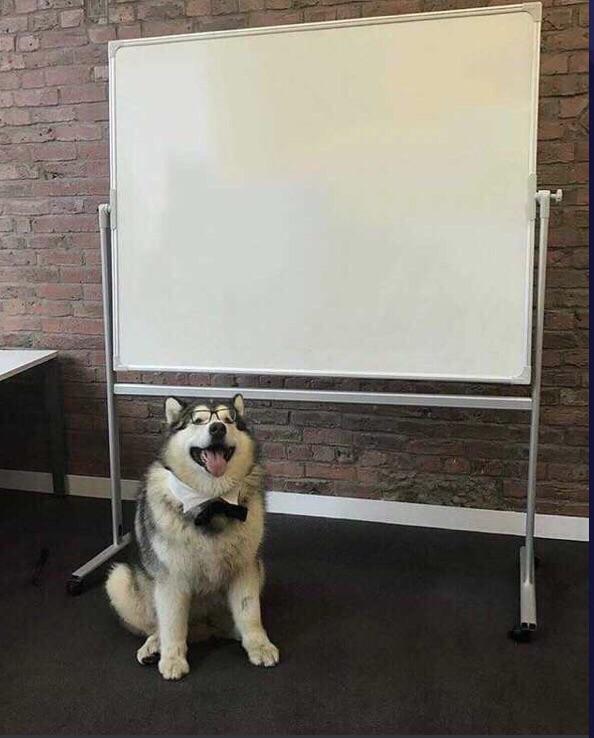 Presentation Dog Blank Meme Template