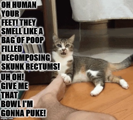 YOUR FEET | OH HUMAN YOUR FEET! THEY SMELL LIKE A BAG OF POOP FILLED DECOMPOSING SKUNK RECTUMS! UH OH! GIVE ME THAT BOWL I'M GONNA PUKE! | image tagged in your feet | made w/ Imgflip meme maker