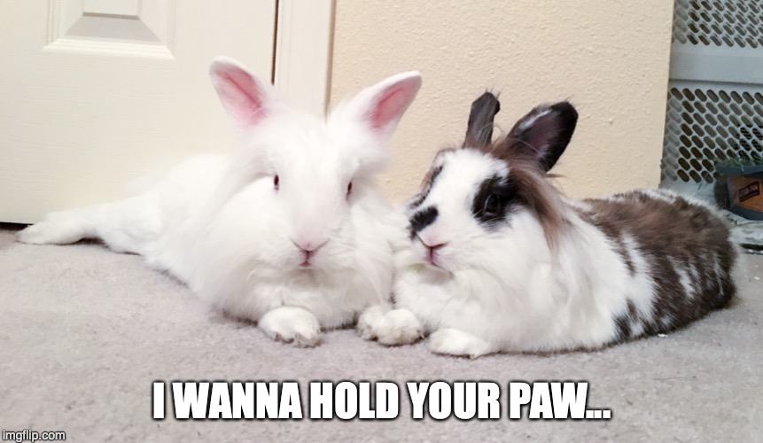 I Wanna Hold Your Paw | I WANNA HOLD YOUR PAW... | image tagged in animals,rabbits,bunnies,love | made w/ Imgflip meme maker