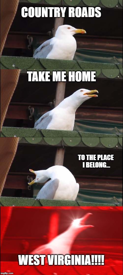 Inhaling Seagull Meme | COUNTRY ROADS; TAKE ME HOME; TO THE PLACE I BELONG... WEST VIRGINIA!!!! | image tagged in memes,inhaling seagull | made w/ Imgflip meme maker