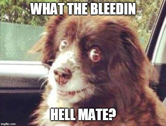 brenda dog | WHAT THE BLEEDIN; HELL MATE? | image tagged in brenda dog | made w/ Imgflip meme maker