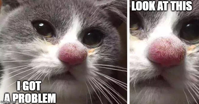 LOOK AT THIS; I GOT A PROBLEM | image tagged in problems,nose,cats | made w/ Imgflip meme maker