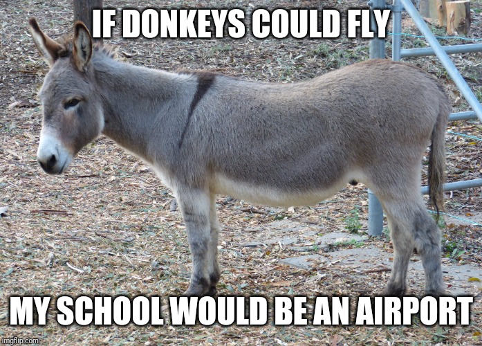 Donkey meme | IF DONKEYS COULD FLY; MY SCHOOL WOULD BE AN AIRPORT | image tagged in donkey,memes,funny memes,school | made w/ Imgflip meme maker
