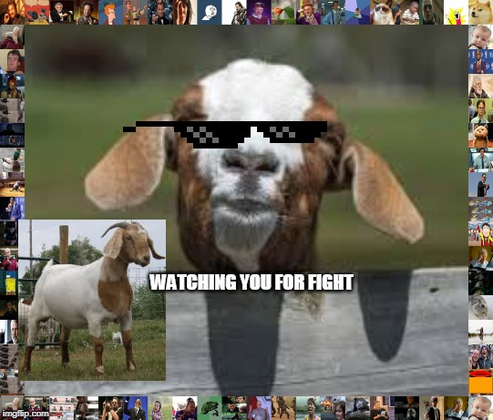 Watching You | WATCHING YOU FOR FIGHT | image tagged in goats,good morning | made w/ Imgflip meme maker