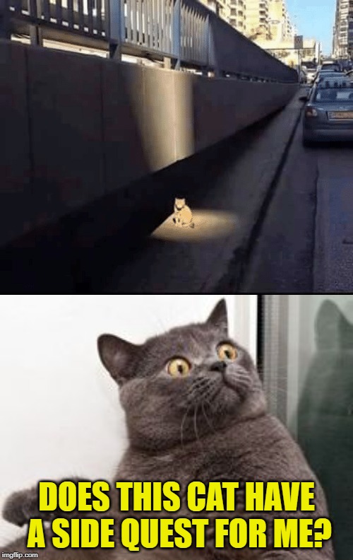 Purrfect opportunity for some extra loot | DOES THIS CAT HAVE A SIDE QUEST FOR ME? | image tagged in video games,funny cats,side quest,mission,dunkingdawg,samiam21 | made w/ Imgflip meme maker