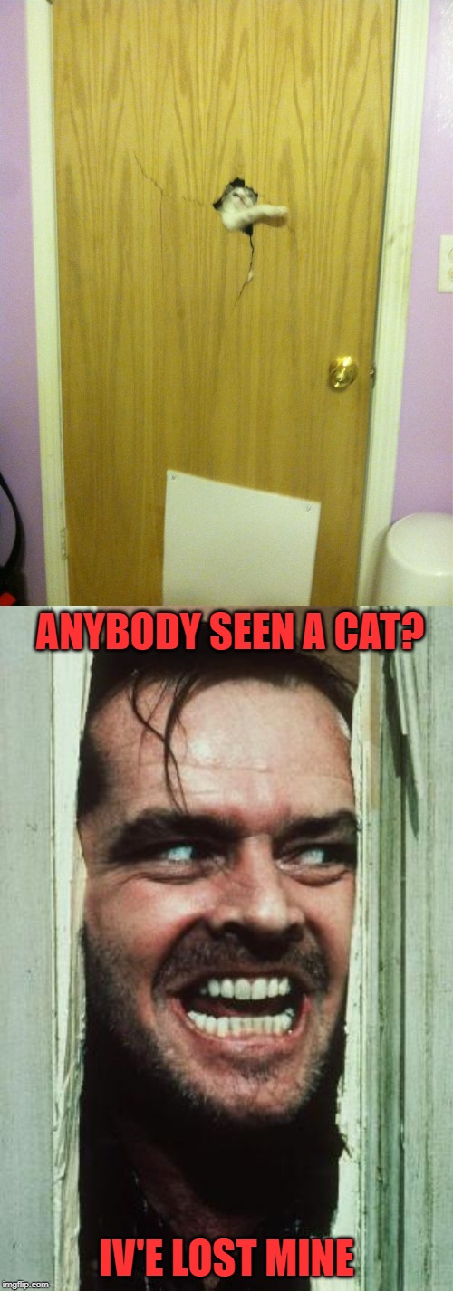 Here's kitty | ANYBODY SEEN A CAT? IV'E LOST MINE | image tagged in memes,heres johnny,funny cats,psycho,scary,cats | made w/ Imgflip meme maker
