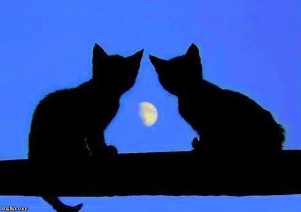 kitties and the moon Blank Meme Template