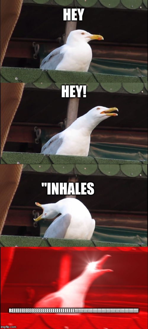 Inhaling Seagull Meme | HEY; HEY! "INHALES; REEEEEEEEEEEEEEEEEEEEEEEEEEEEEEEE!!!!!!!!!!!!!!!!!!!!!!!!!!!!!!!!!!!!!!!!!!!!!!!!!! | image tagged in memes,inhaling seagull | made w/ Imgflip meme maker