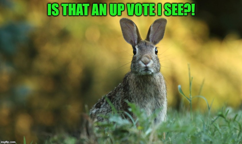 Cute Bunny | IS THAT AN UP VOTE I SEE?! | image tagged in cute bunny,memes,nixieknox | made w/ Imgflip meme maker