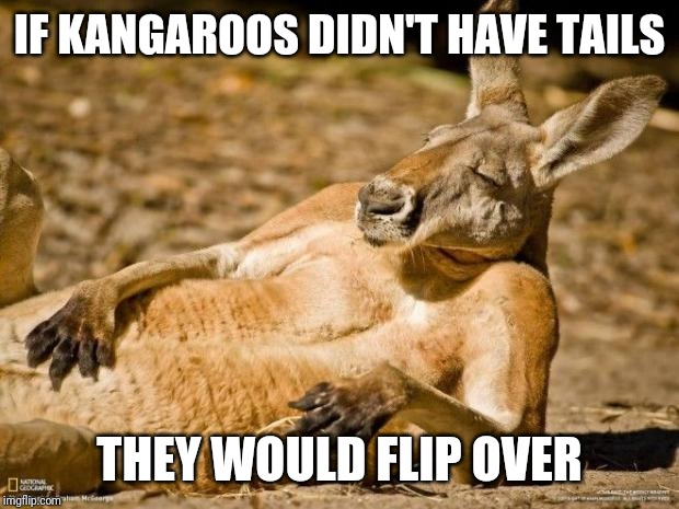 Chillin Kangaroo | IF KANGAROOS DIDN'T HAVE TAILS THEY WOULD FLIP OVER | image tagged in chillin kangaroo | made w/ Imgflip meme maker