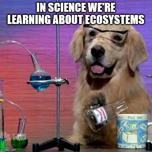 I Have No Idea What I Am Doing Dog Meme | IN SCIENCE WE'RE LEARNING ABOUT ECOSYSTEMS | image tagged in memes,i have no idea what i am doing dog | made w/ Imgflip meme maker