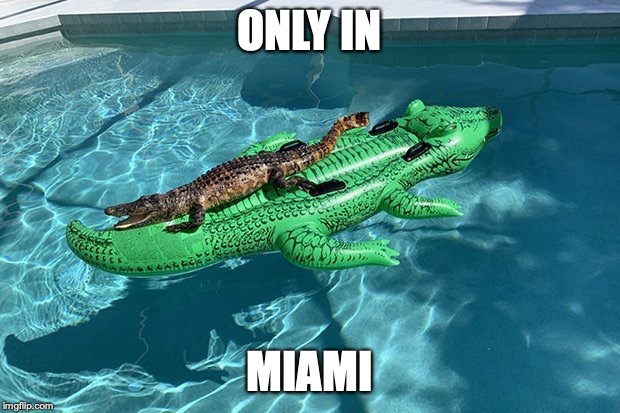 gators | ONLY IN; MIAMI | image tagged in gators | made w/ Imgflip meme maker