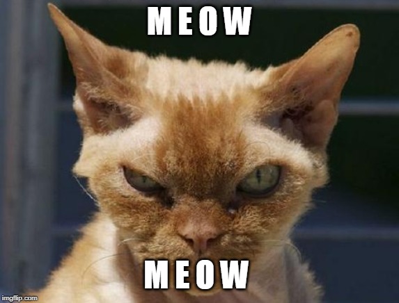 Mad Cat | M E O W M E O W | image tagged in mad cat | made w/ Imgflip meme maker