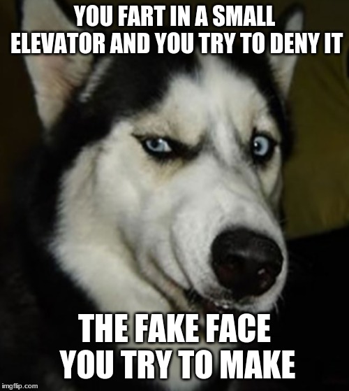 Fart Smell Dog | YOU FART IN A SMALL ELEVATOR AND YOU TRY TO DENY IT; THE FAKE FACE YOU TRY TO MAKE | image tagged in fart smell dog | made w/ Imgflip meme maker
