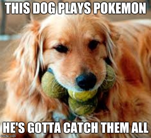 Pokemon dog | THIS DOG PLAYS POKEMON; HE'S GOTTA CATCH THEM ALL | image tagged in bad pun dog | made w/ Imgflip meme maker
