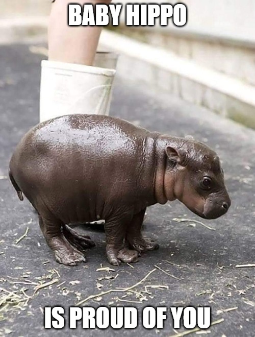  BABY HIPPO; IS PROUD OF YOU | image tagged in hippo,baby,proud | made w/ Imgflip meme maker
