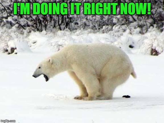 Polar Bear Shits in the Snow | I'M DOING IT RIGHT NOW! | image tagged in polar bear shits in the snow | made w/ Imgflip meme maker