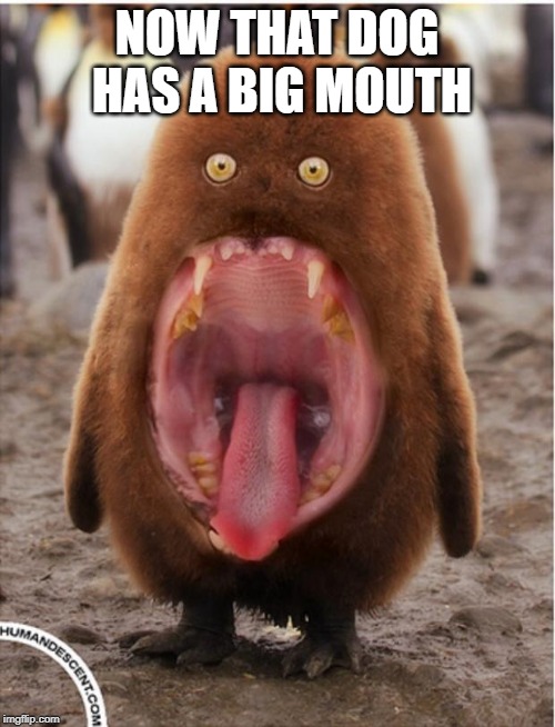 Hairy big mouth penguin | NOW THAT DOG HAS A BIG MOUTH | image tagged in hairy big mouth penguin | made w/ Imgflip meme maker