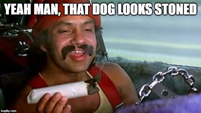 cheech and chong blunt | YEAH MAN, THAT DOG LOOKS STONED | image tagged in cheech and chong blunt | made w/ Imgflip meme maker
