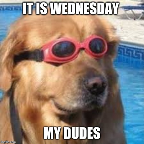 Wednesday dog | IT IS WEDNESDAY; MY DUDES | image tagged in funny | made w/ Imgflip meme maker