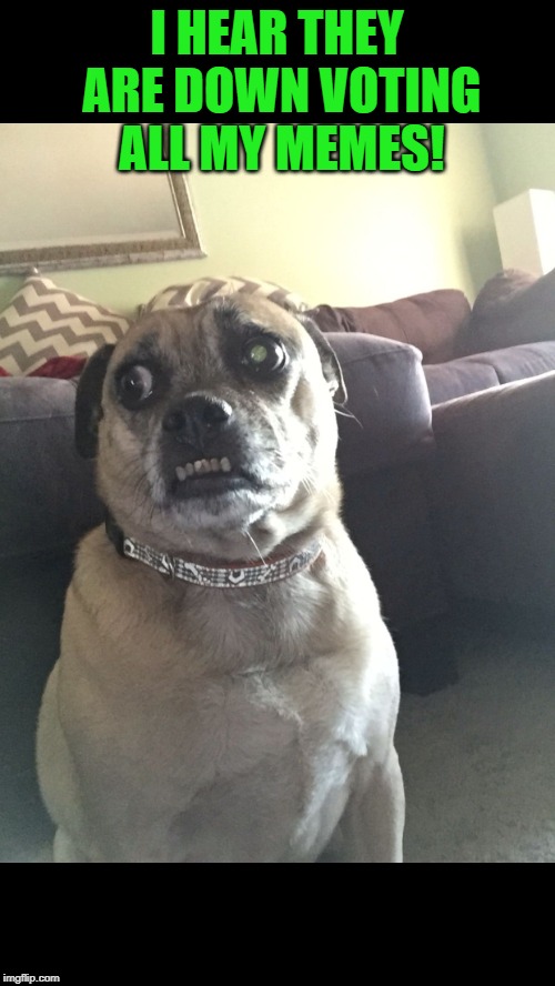 Paranoid Puggle | I HEAR THEY ARE DOWN VOTING ALL MY MEMES! | image tagged in paranoid puggle | made w/ Imgflip meme maker