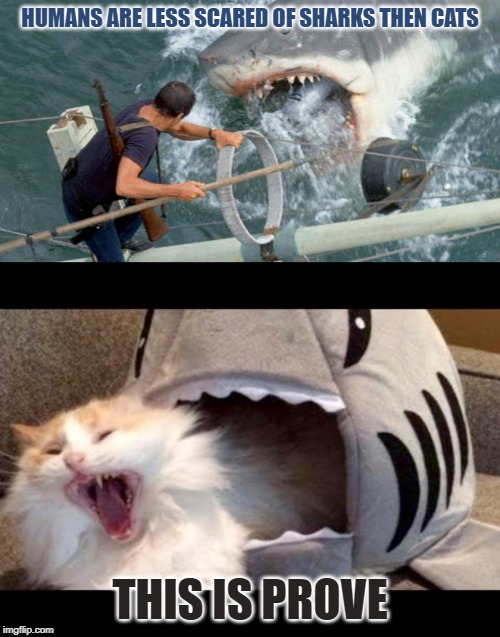 BREAKING NEWSSHARK-CAT! | HUMANS ARE LESS SCARED OF SHARKS THEN CATS; THIS IS PROVE | image tagged in shark,cats,scared cat,human | made w/ Imgflip meme maker