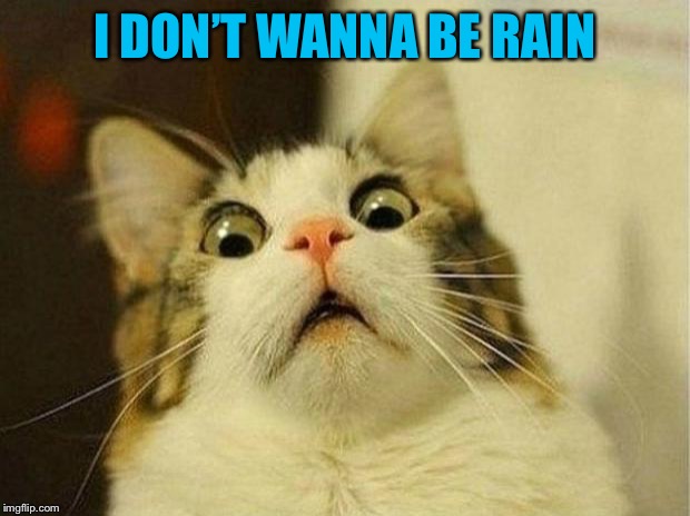 Scared Cat Meme | I DON’T WANNA BE RAIN | image tagged in memes,scared cat | made w/ Imgflip meme maker