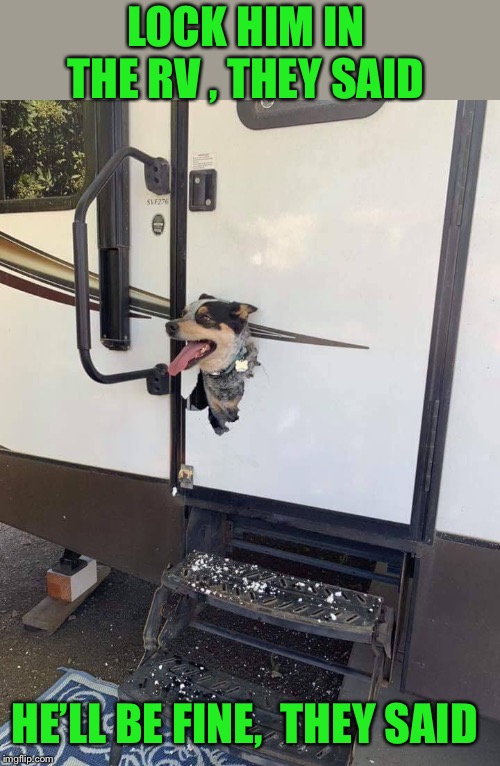 When Fido gets a little froggy | LOCK HIM IN THE RV , THEY SAID; HE’LL BE FINE,  THEY SAID | image tagged in camping with a dog,does not always work out,maybe better next time | made w/ Imgflip meme maker