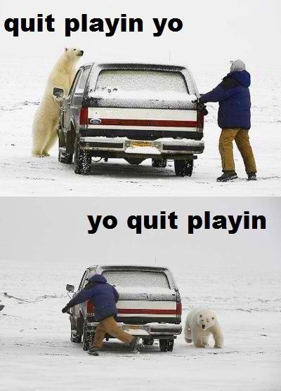 image tagged in funny,animals