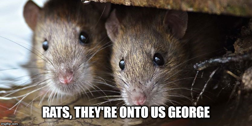 RATS, THEY'RE ONTO US GEORGE | made w/ Imgflip meme maker