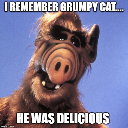Alf  | I REMEMBER GRUMPY CAT.... HE WAS DELICIOUS | image tagged in alf | made w/ Imgflip meme maker
