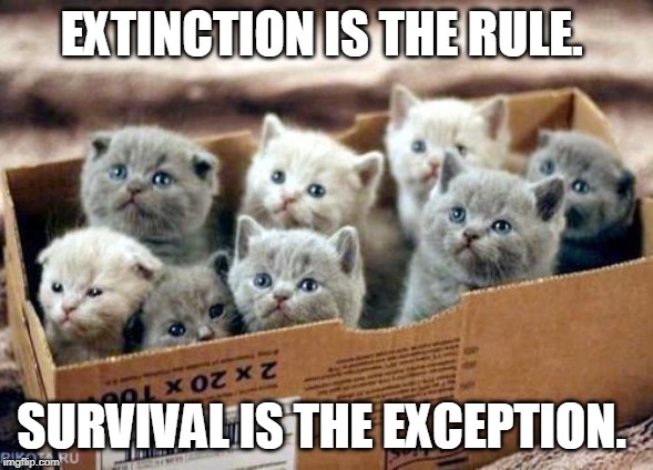 box of cats | EXTINCTION IS THE RULE. SURVIVAL IS THE EXCEPTION. | image tagged in box of cats | made w/ Imgflip meme maker