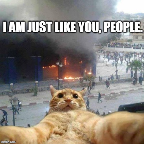 Selfie cat | I AM JUST LIKE YOU, PEOPLE. | image tagged in selfie cat | made w/ Imgflip meme maker