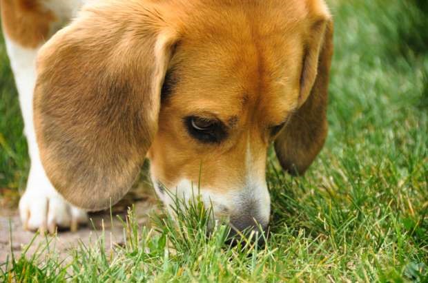 Beagle dog sniffing grass Blank Meme Template