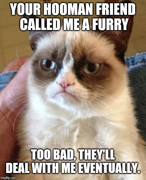 Grumpy Cat Meme | YOUR HOOMAN FRIEND CALLED ME A FURRY; TOO BAD, THEY'LL DEAL WITH ME EVENTUALLY. | image tagged in memes,grumpy cat | made w/ Imgflip meme maker