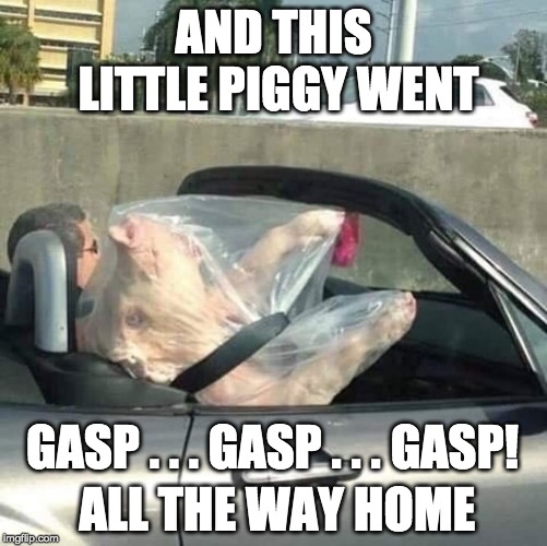 AND THIS LITTLE PIGGY WENT; GASP . . . GASP . . . GASP! ALL THE WAY HOME | image tagged in pig,convertible | made w/ Imgflip meme maker