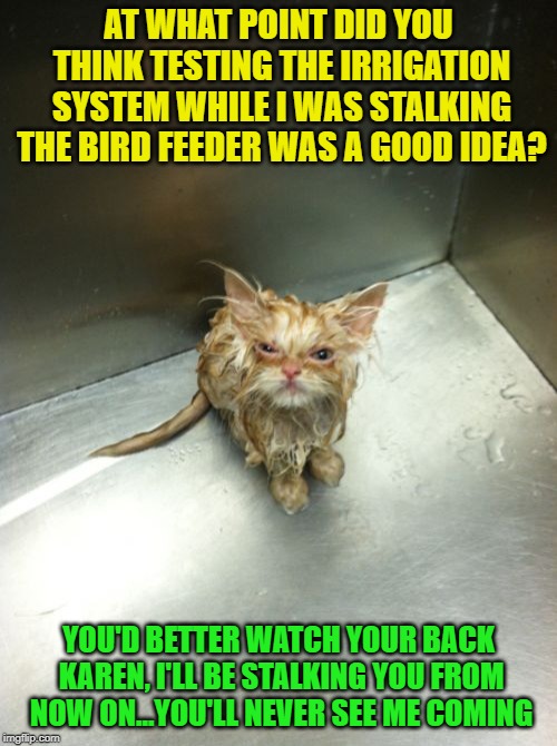 Karen needs to watch her back... | AT WHAT POINT DID YOU THINK TESTING THE IRRIGATION SYSTEM WHILE I WAS STALKING THE BIRD FEEDER WAS A GOOD IDEA? YOU'D BETTER WATCH YOUR BACK KAREN, I'LL BE STALKING YOU FROM NOW ON...YOU'LL NEVER SEE ME COMING | image tagged in memes,kill you cat | made w/ Imgflip meme maker