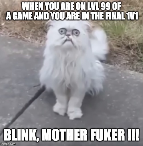 Ma ! | WHEN YOU ARE ON LVL 99 OF A GAME AND YOU ARE IN THE FINAL 1V1; BLINK, MOTHER FUKER !!! | image tagged in cat,fun,funny,blink | made w/ Imgflip meme maker