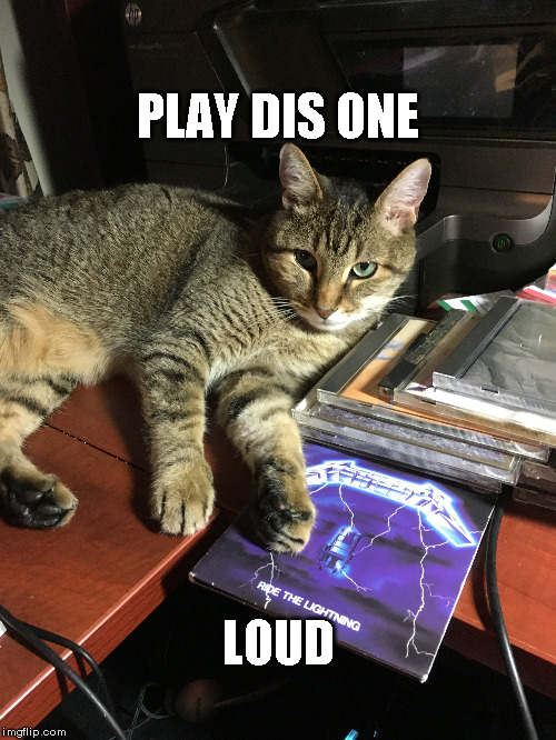 Metali-cat | PLAY DIS ONE; LOUD | image tagged in cat | made w/ Imgflip meme maker